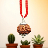 6 Mukhi Rudraksha | Certified Natural Rudraksha Pendant | Gurupujan