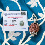 6 Mukhi & 4 Mukhi Rudraksha Combo - Lab Certified for Wisdom & Confidence