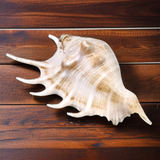 A Panchmukhi Shankh, a conch shell with five openings, known for its loud sound and used for Laxmi Pooja and other sacred rituals