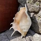 A Panchmukhi Shankh, a conch shell with five openings, known for its loud sound and used for Laxmi Pooja and other sacred rituals
