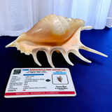 A Panchmukhi Shankh, a conch shell with five openings, known for its loud sound and used for Laxmi Pooja and other sacred rituals