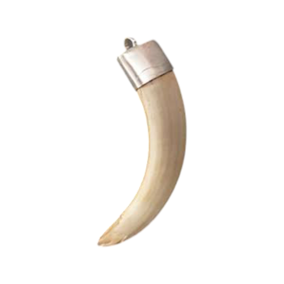 A lab-certified wild boar tooth pendant encased in a polished silver cap, displayed on a velvet box with a certificate of authenticity