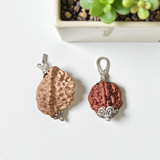 Combo Of 2 Mukhi With 5 Mukhi Rudraksha | Lab Certified