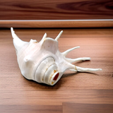 Natural Shankha Conch | Panchmukhi Shankha | Lab Certified GuruPujan