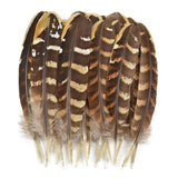 Original Eagle Feather (Garud Pankh) used in spiritual rituals, protection remedies, and Vastu healing practices