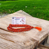 Rudraksha Mala 54+1 beads made from Pathri Rudraksha, featuring 11MM beads, lab certified, ideal for jaap, meditation, and wear.