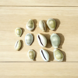 Yellow Cowry | Peeli Kodi |Use for Spiritual Practices, Home Decor, Gift Giving