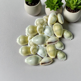 Yellow Cowry | Peeli Kodi |Use for Spiritual Practices, Home Decor, Gift Giving