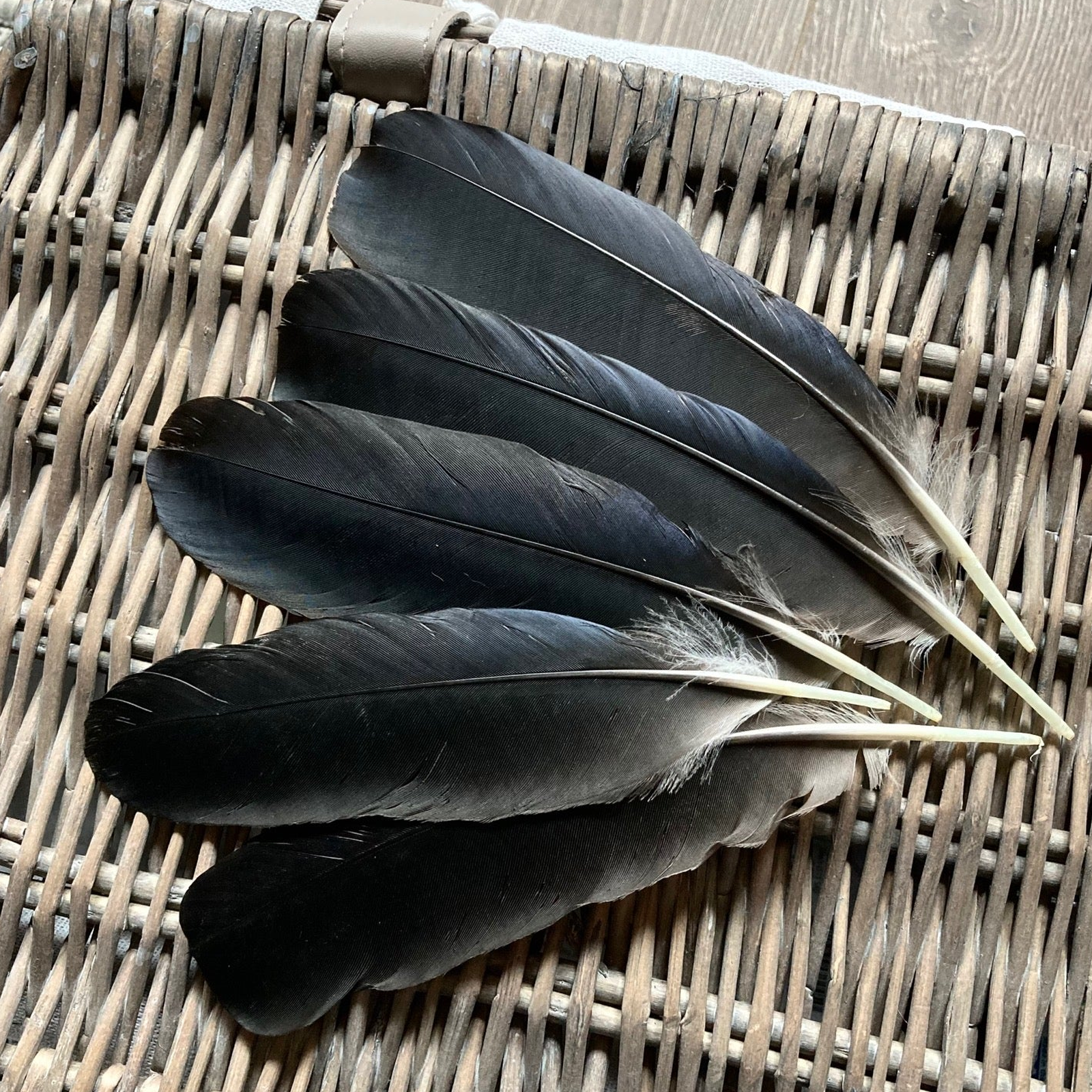 100% Natural and Original Crow Feather (Kauwe Ka Pankh) used for spiritual rituals, pooja, Vastu remedies, and energy cleansing.