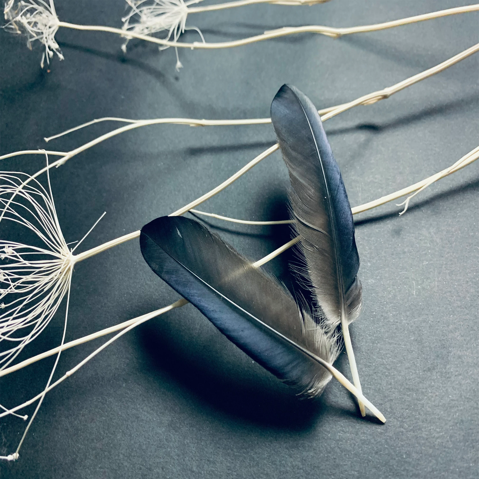 100% Natural and Original Crow Feather (Kauwe Ka Pankh) used for spiritual rituals, pooja, Vastu remedies, and energy cleansing.