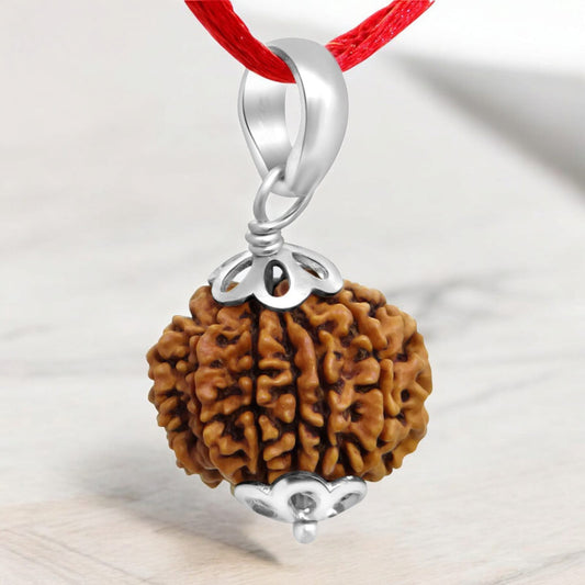 11 Mukhi Rudraksha - Lab Certified - For Wisdom, Protection, and Spiritual Growth