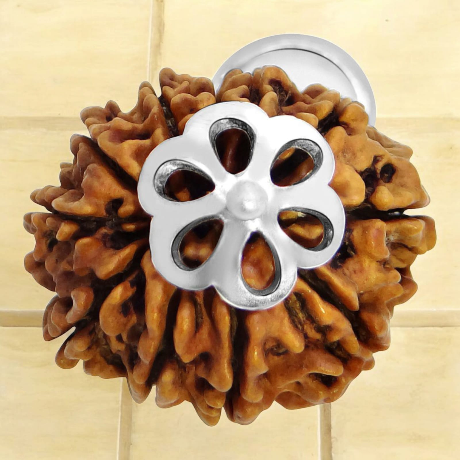 11 Mukhi Rudraksha - Lab Certified - For Wisdom, Protection, and Spiritual Growth