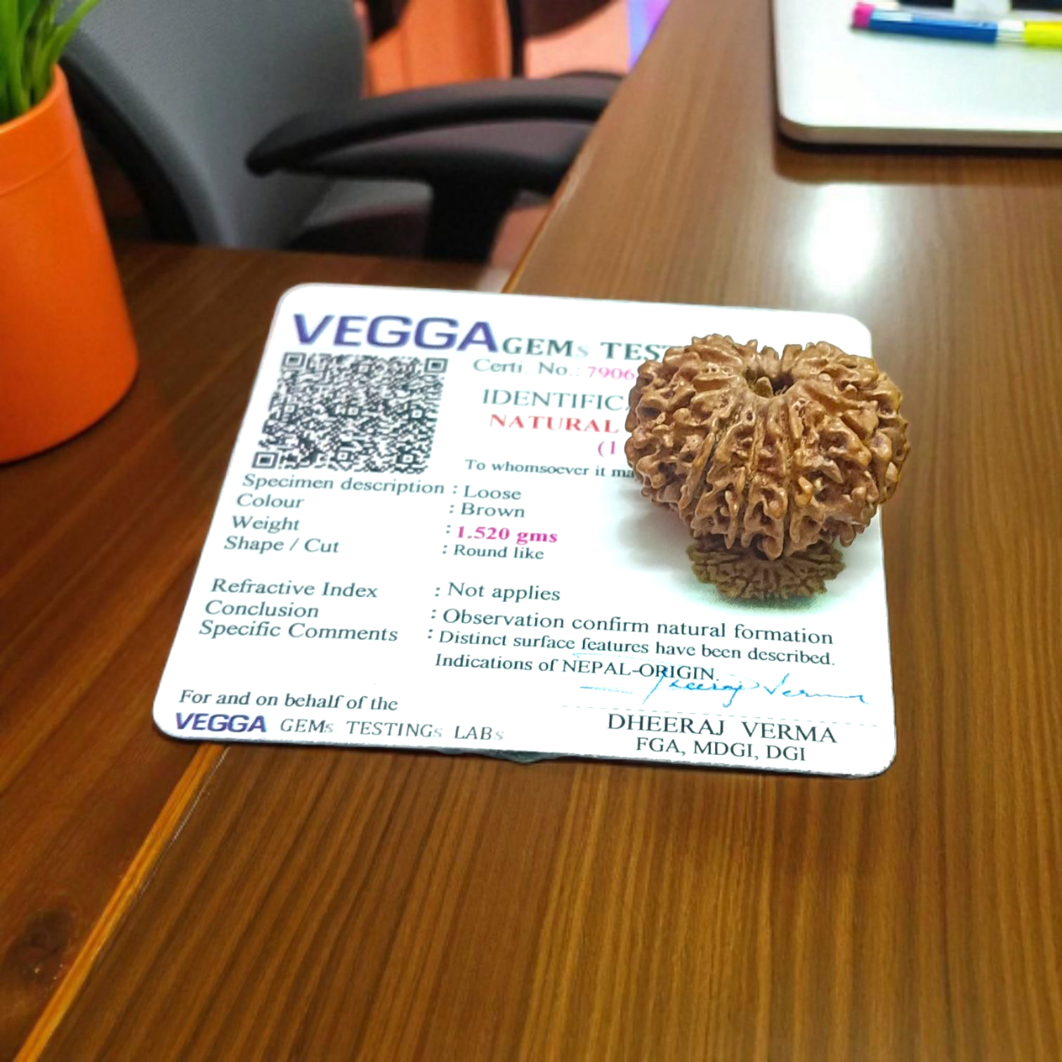 11 Mukhi Rudraksha - Lab Certified - For Wisdom, Protection, and Spiritual Growth