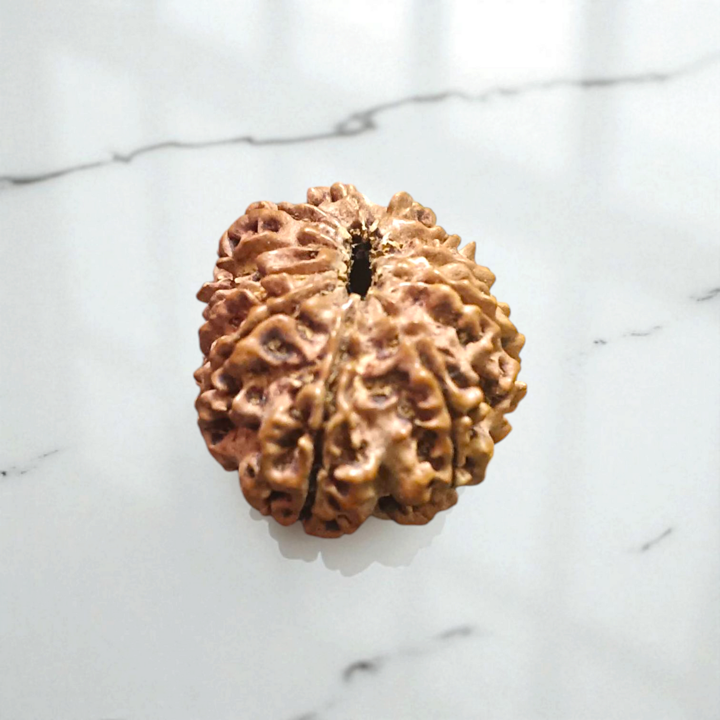 11 Mukhi Rudraksha - Lab Certified - For Wisdom, Protection, and Spiritual Growth