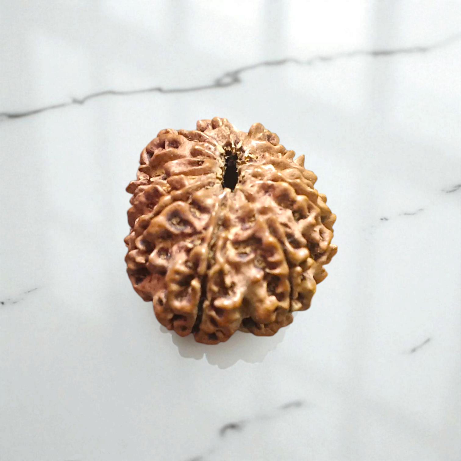 11 Mukhi Rudraksha - Lab Certified - For Wisdom, Protection, and Spiritual Growth