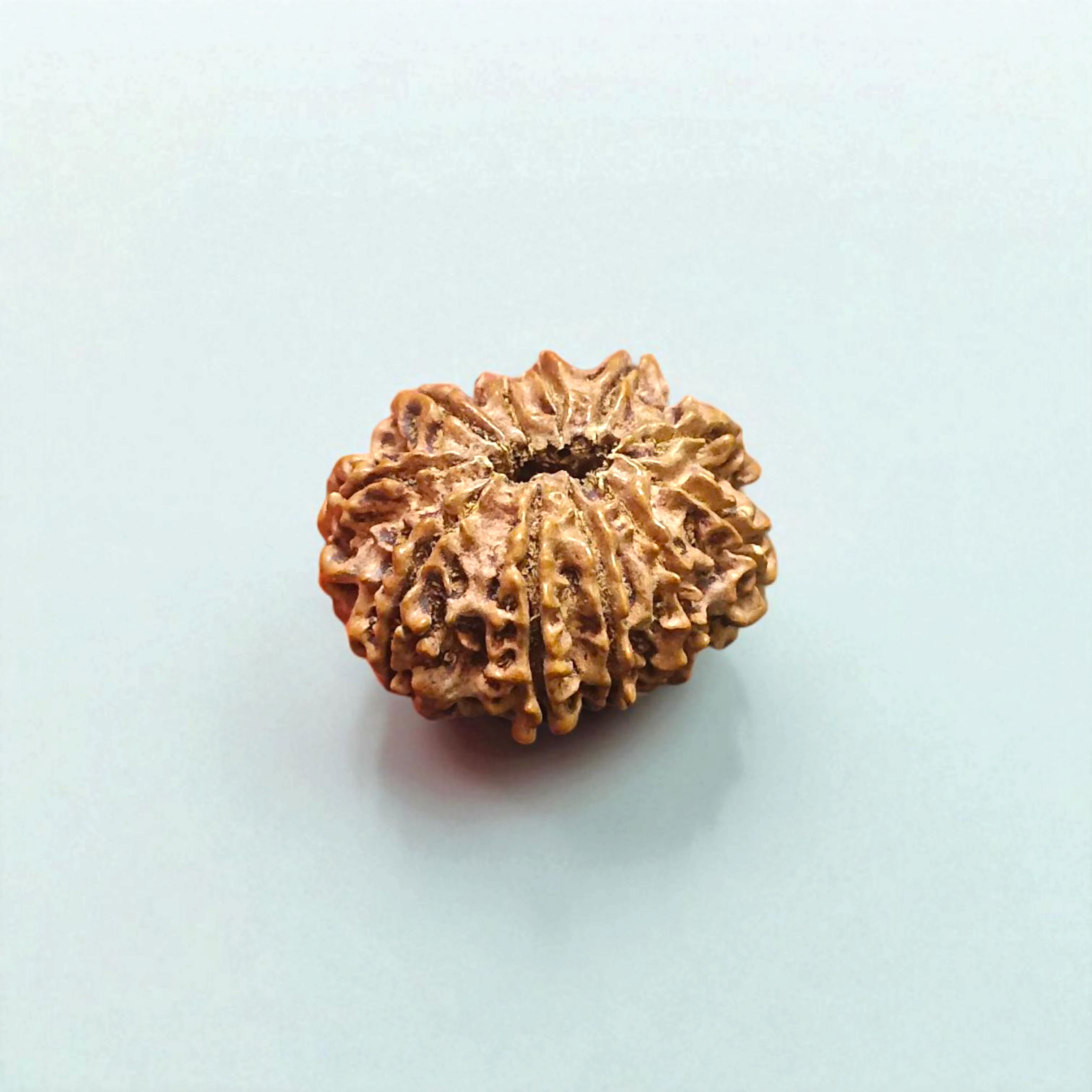 11 Mukhi Rudraksha - Lab Certified - For Wisdom, Protection, and Spiritual Growth