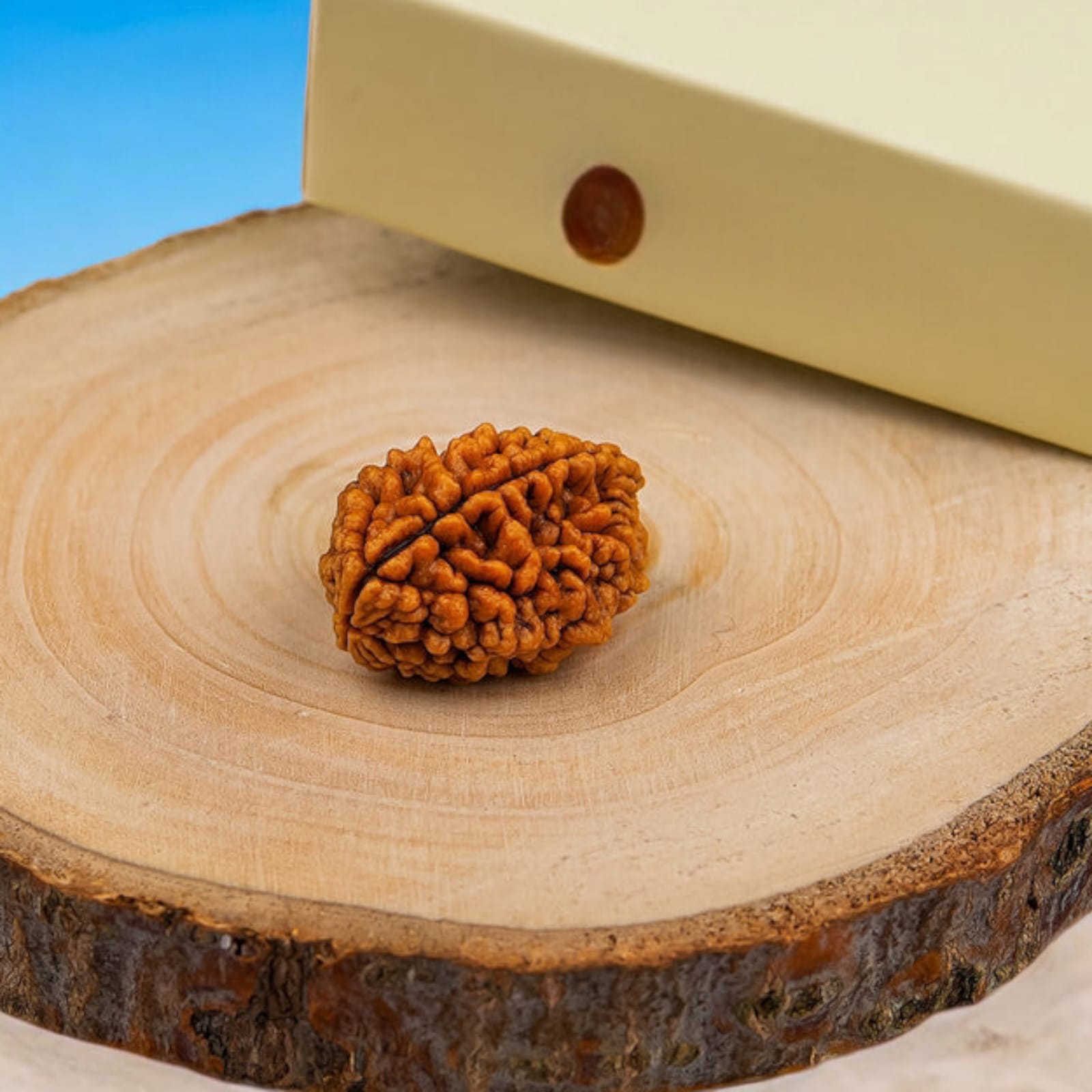2 Mukhi Rudraksha - Lab Certified - For Relationship Harmony, Emotional Balance, and Spiritual Growth