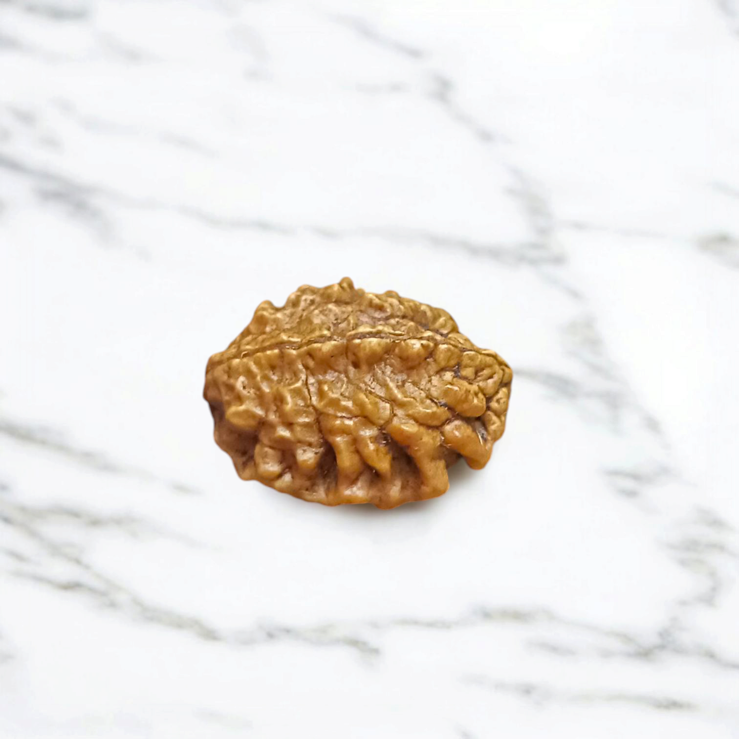 2 Mukhi Rudraksha - Lab Certified - For Relationship Harmony, Emotional Balance, and Spiritual Growth