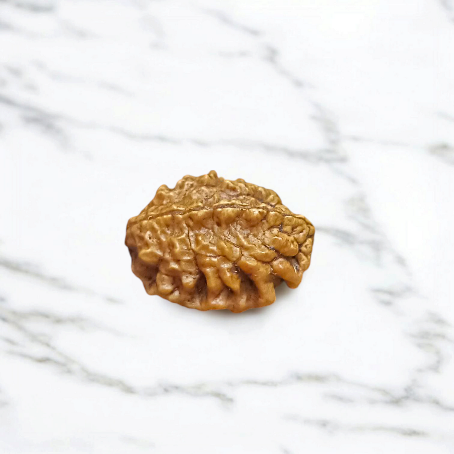 2 Mukhi Rudraksha - Lab Certified - For Relationship Harmony, Emotional Balance, and Spiritual Growth