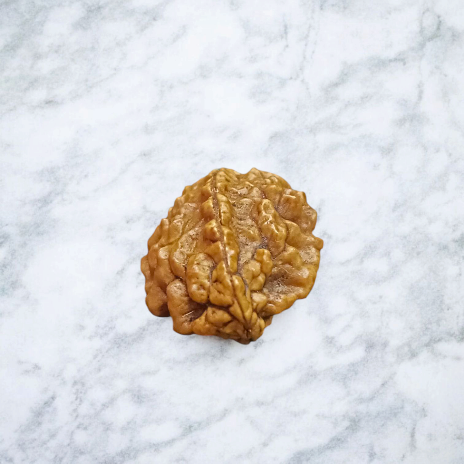 2 Mukhi Rudraksha - Lab Certified - For Relationship Harmony, Emotional Balance, and Spiritual Growth