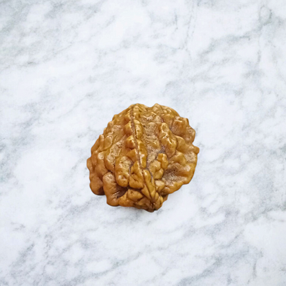 2 Mukhi Rudraksha - Lab Certified - For Relationship Harmony, Emotional Balance, and Spiritual Growth
