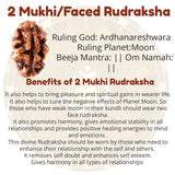 2 Mukhi Rudraksha Bracelet 8MM - Lab Certified - For Harmony, Relationship Balance, and Spiritual Growth