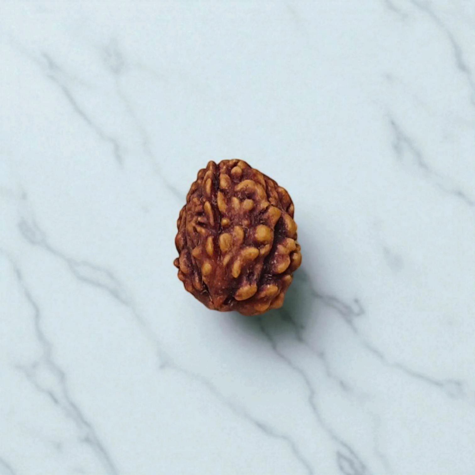 3 Mukhi Rudraksha - Lab Certified Natural Bead | Agni Dev Blessings for Inner Strength Gurupujan