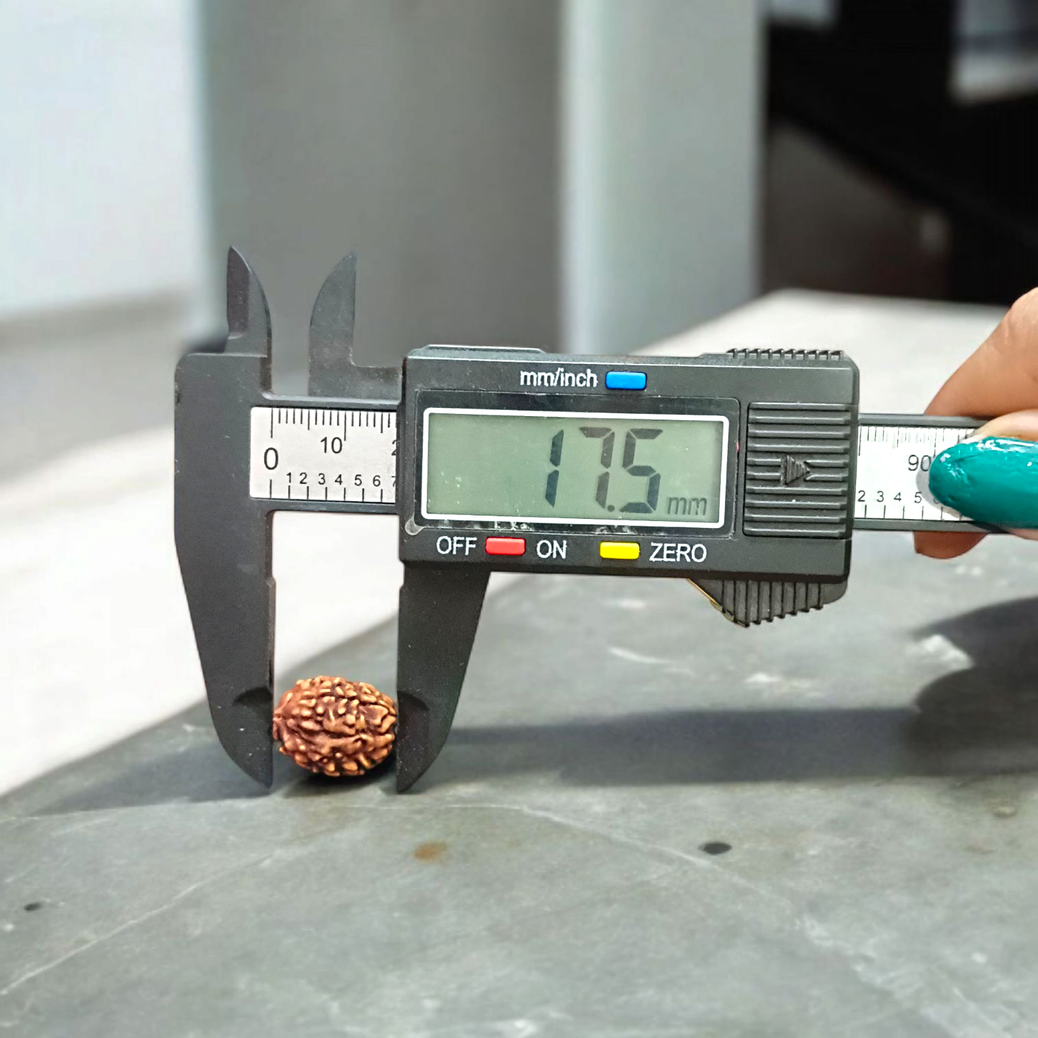 3 Mukhi Rudraksha - Lab Certified Natural Bead | Agni Dev Blessings for Inner Strength Gurupujan