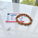 3 Mukhi Rudraksha Bracelet with natural brown beads on stretchable thread, lab certified for spiritual healing and confidence