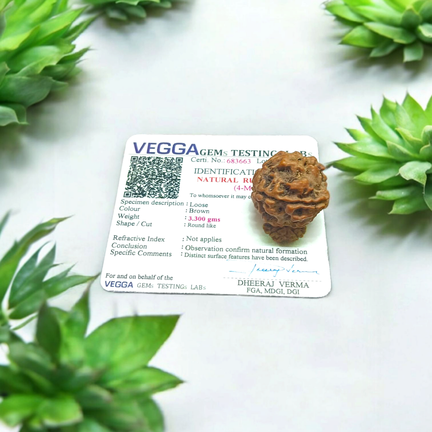 4 Mukhi Rudraksha - Lab Certified - For Knowledge, Creativity, and Mental Clarity