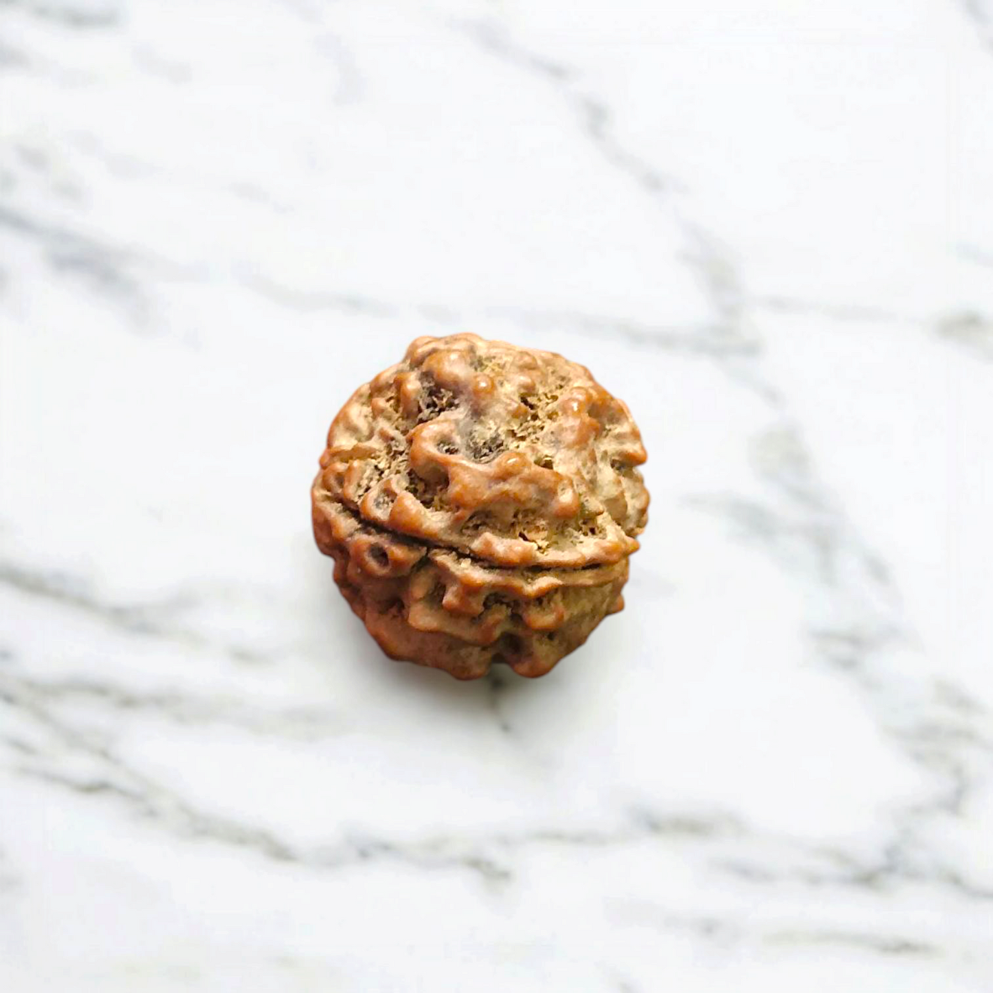 4 Mukhi Rudraksha - Lab Certified - For Knowledge, Creativity, and Mental Clarity