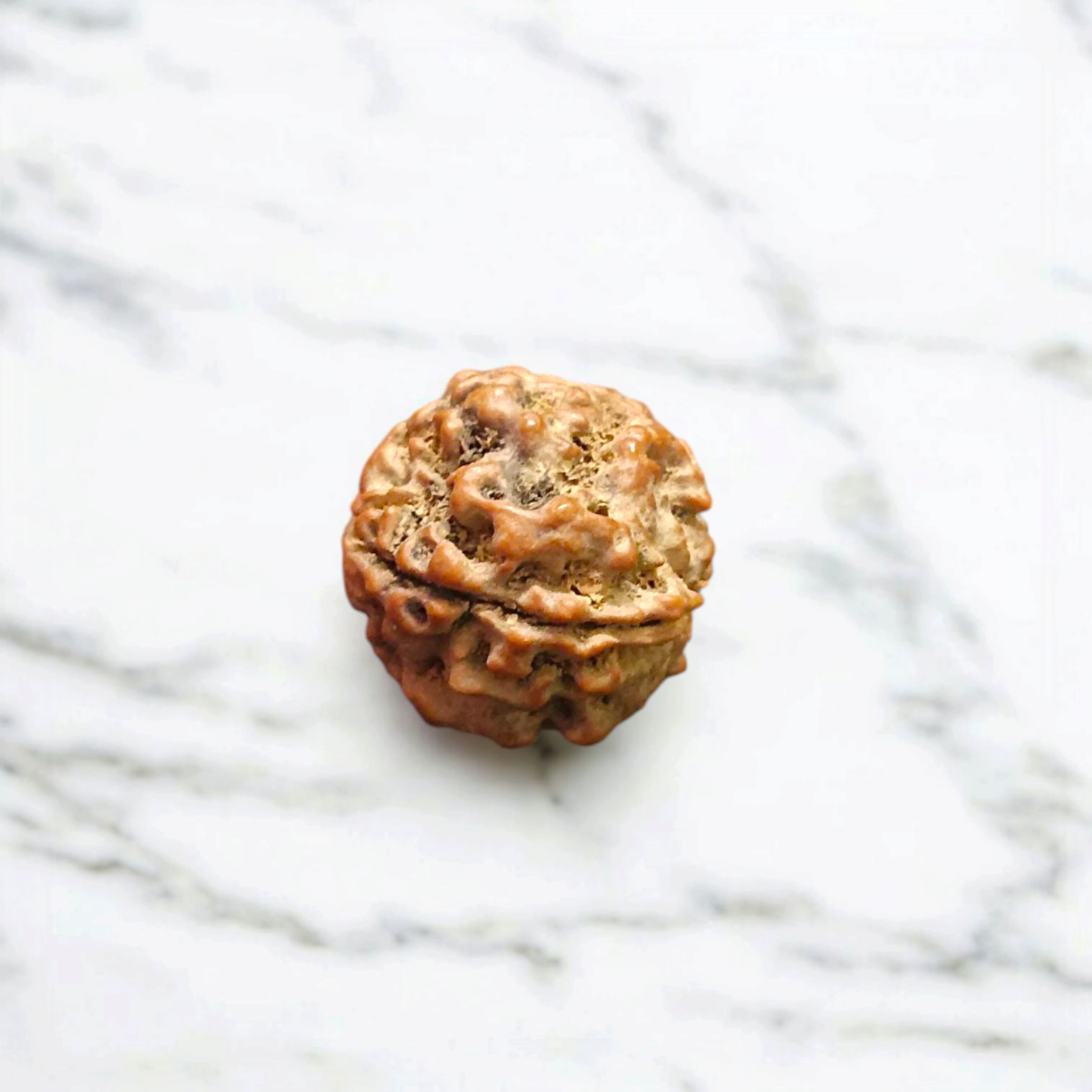 4 Mukhi Rudraksha - Lab Certified - For Knowledge, Creativity, and Mental Clarity