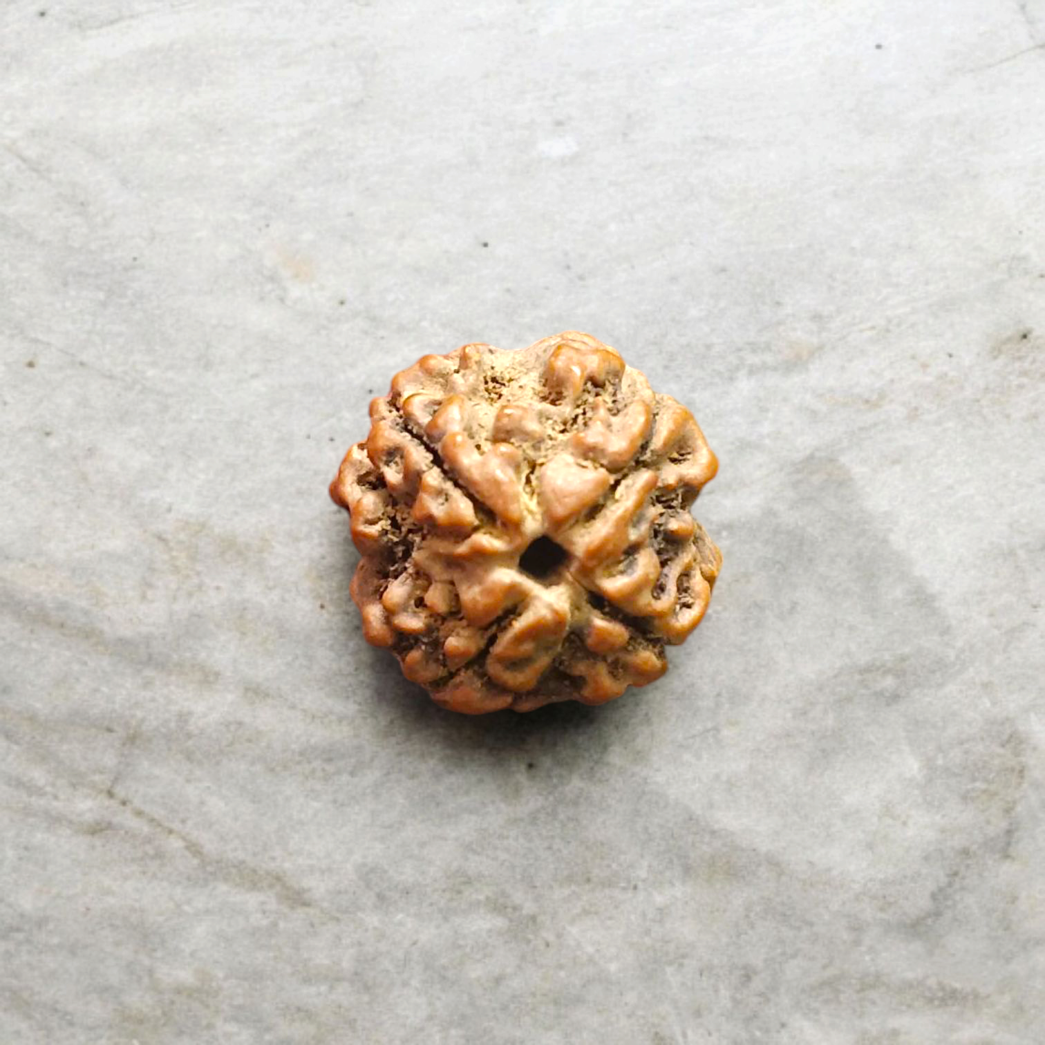 4 Mukhi Rudraksha - Lab Certified - For Knowledge, Creativity, and Mental Clarity