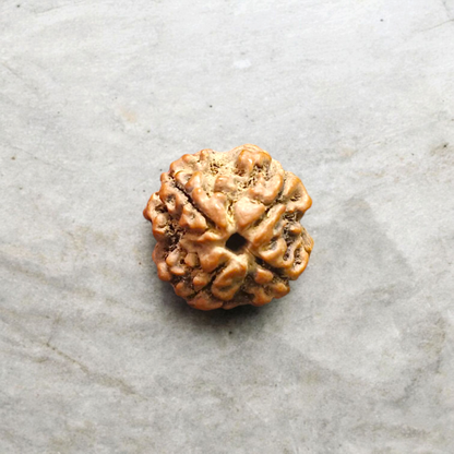 4 Mukhi Rudraksha - Lab Certified - For Knowledge, Creativity, and Mental Clarity