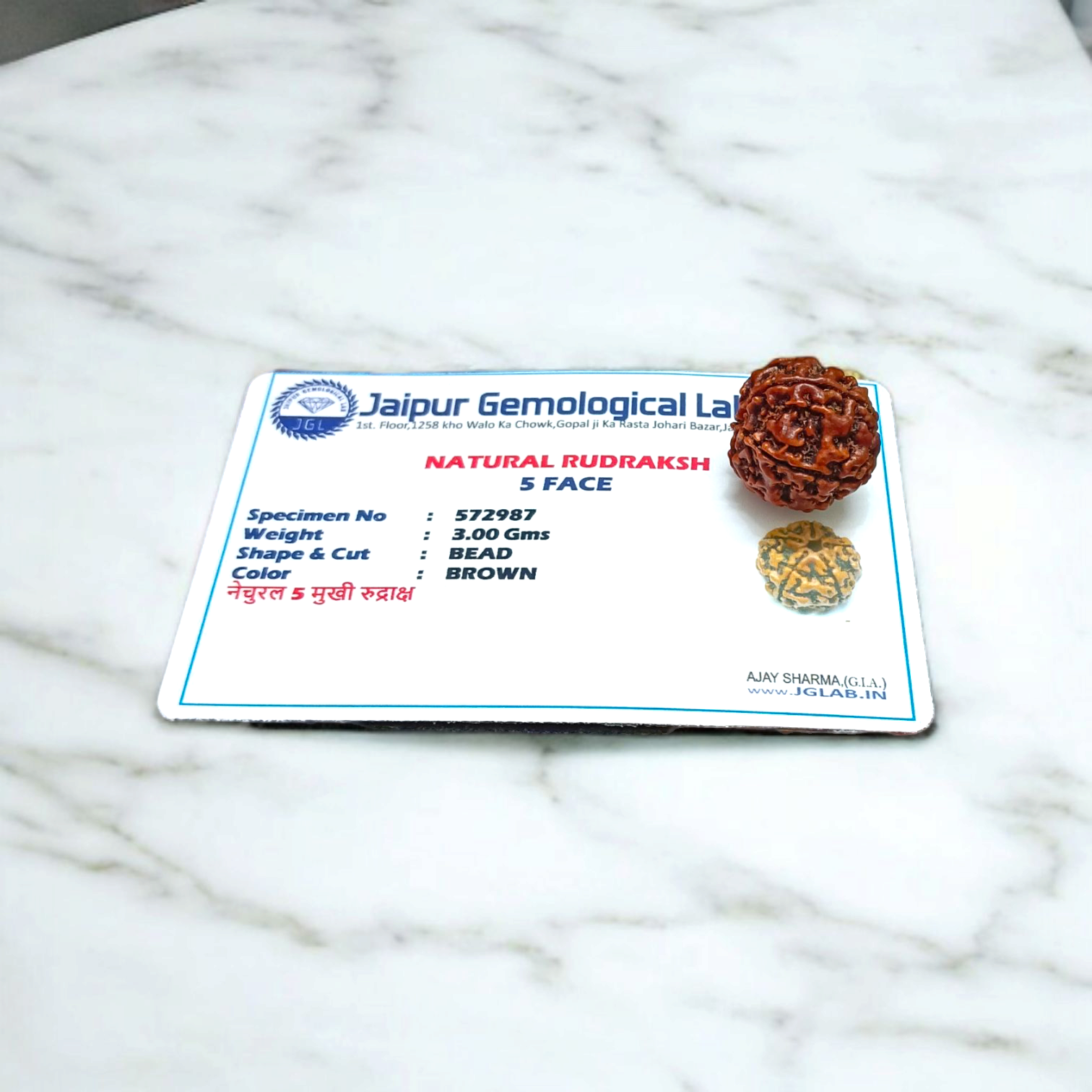 5 Mukhi Rudraksha - Lab Certified - For Protection, Mental Clarity, and Spiritual Growth