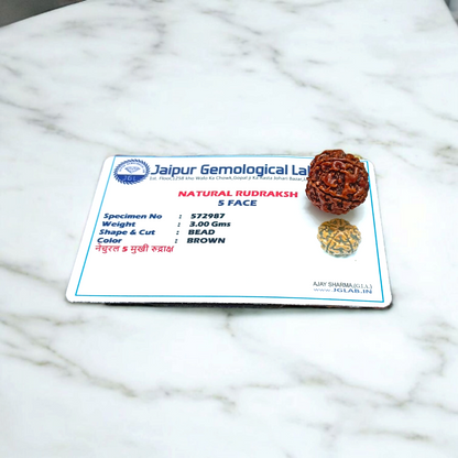 5 Mukhi Rudraksha - Lab Certified - For Protection, Mental Clarity, and Spiritual Growth