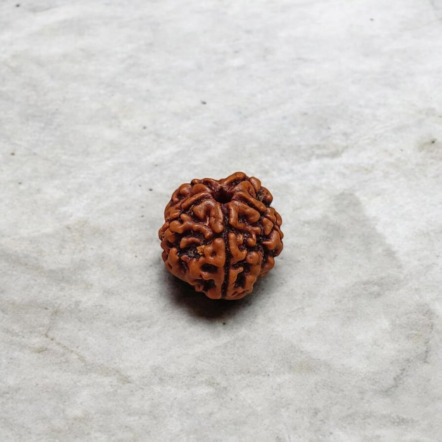 5 Mukhi Rudraksha - Lab Certified - For Protection, Mental Clarity, and Spiritual Growth