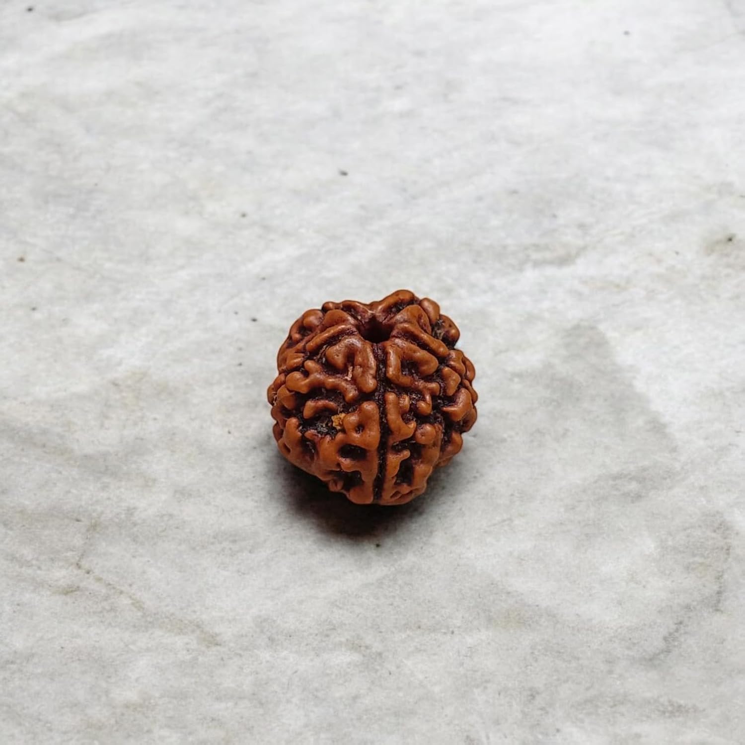 5 Mukhi Rudraksha - Lab Certified - For Protection, Mental Clarity, and Spiritual Growth