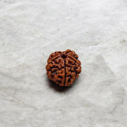5 Mukhi Rudraksha - Lab Certified - For Protection, Mental Clarity, and Spiritual Growth