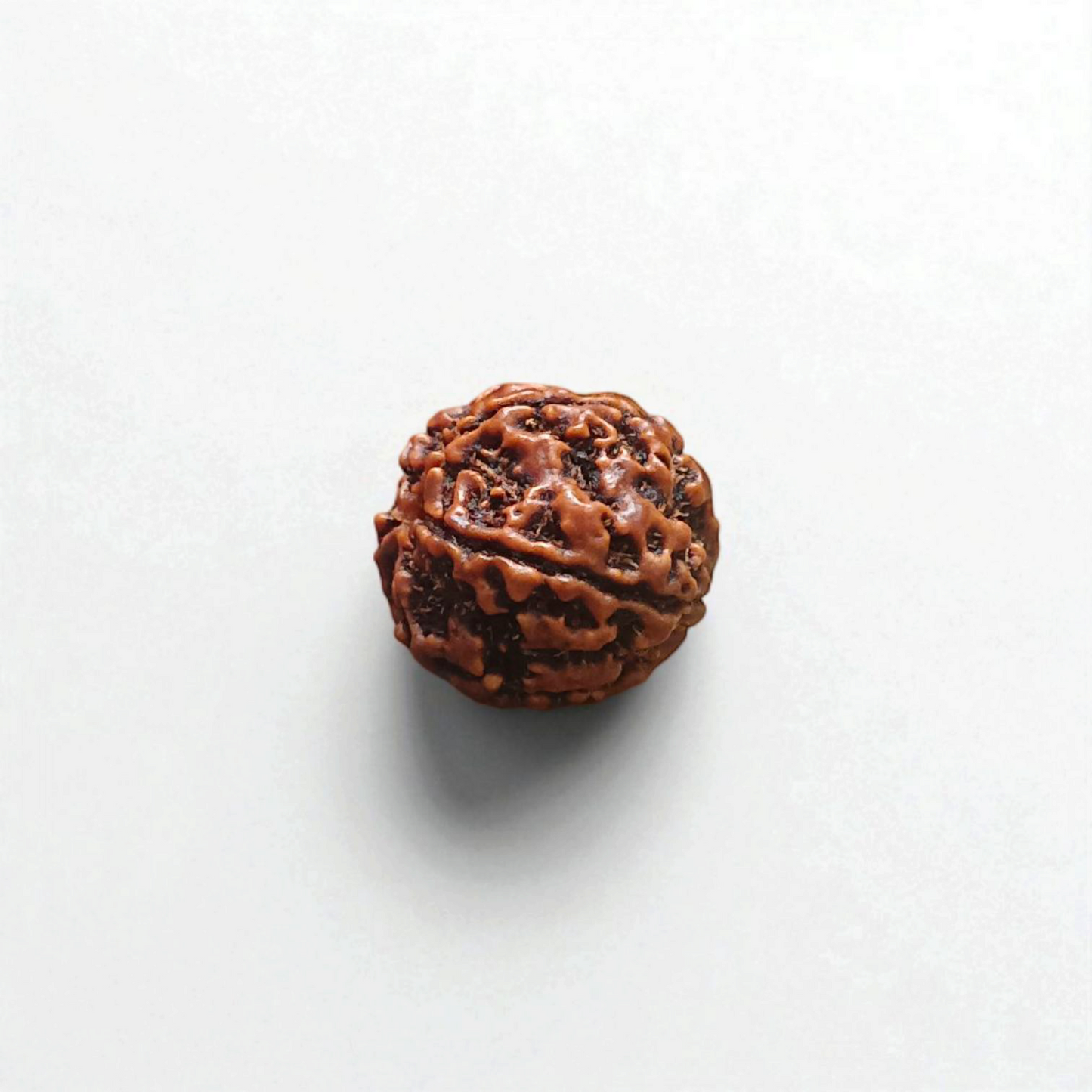 5 Mukhi Rudraksha - Lab Certified - For Protection, Mental Clarity, and Spiritual Growth