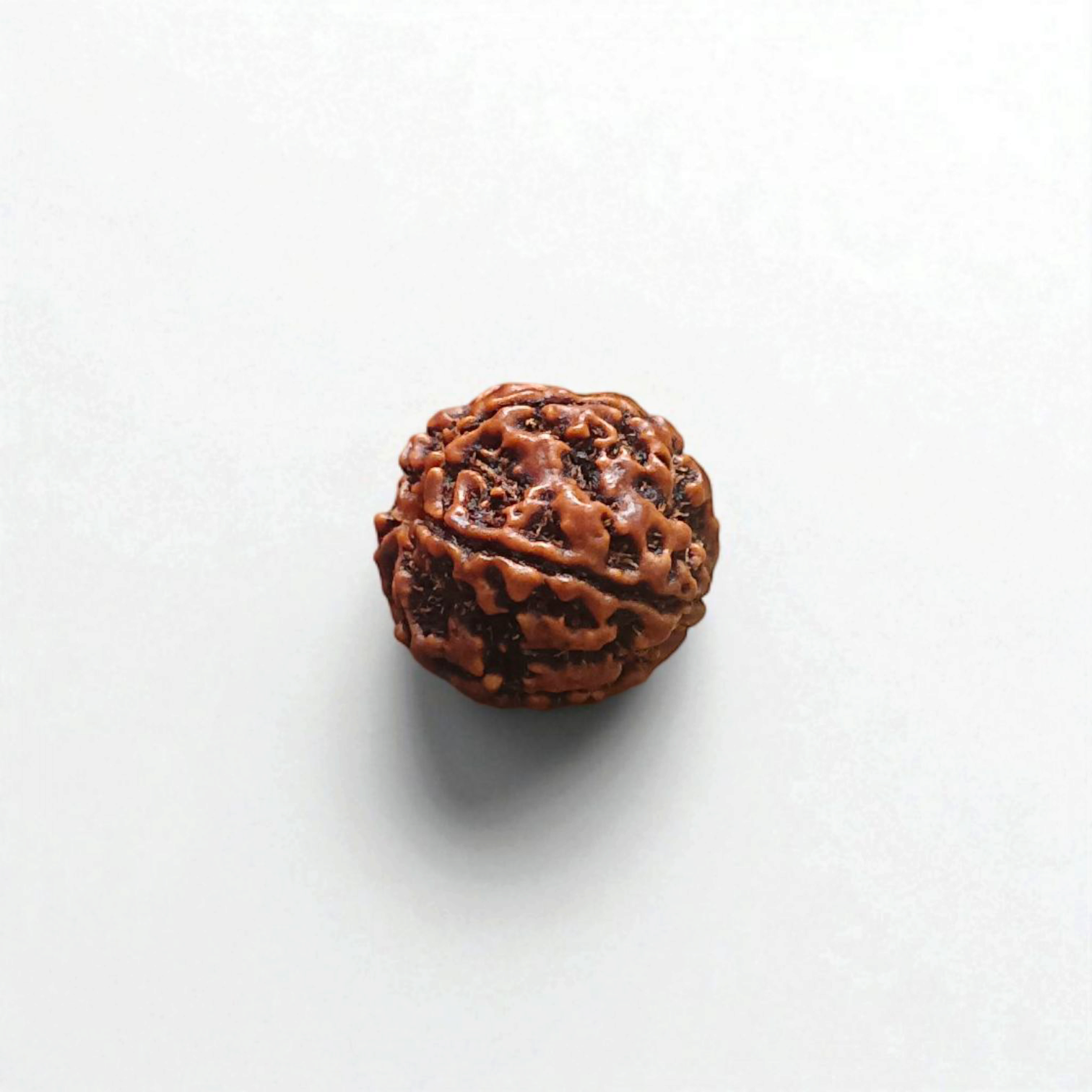 5 Mukhi Rudraksha - Lab Certified - For Protection, Mental Clarity, and Spiritual Growth