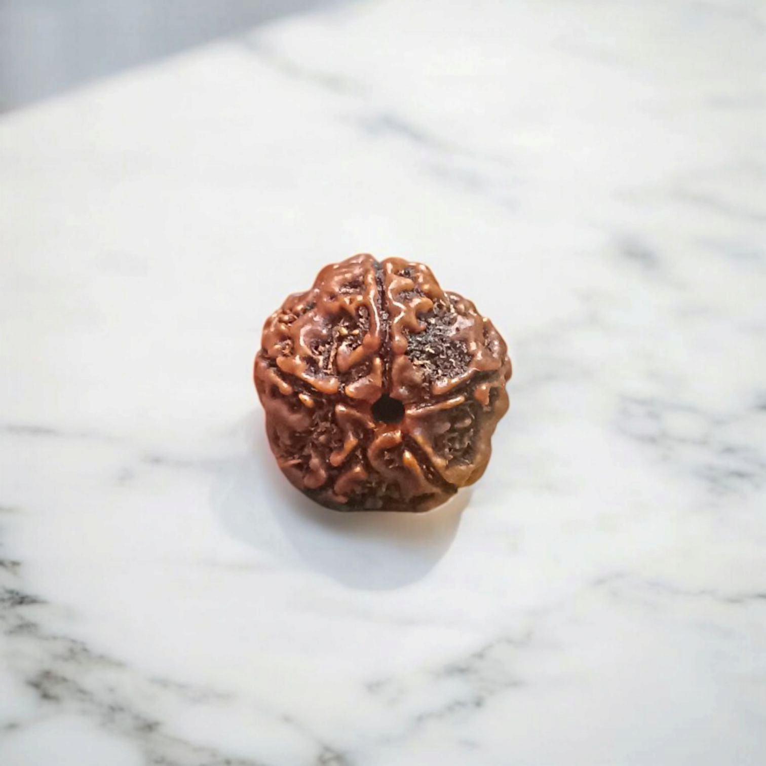 5 Mukhi Rudraksha - Lab Certified - For Protection, Mental Clarity, and Spiritual Growth
