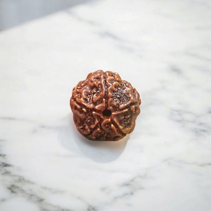 5 Mukhi Rudraksha - Lab Certified - For Protection, Mental Clarity, and Spiritual Growth