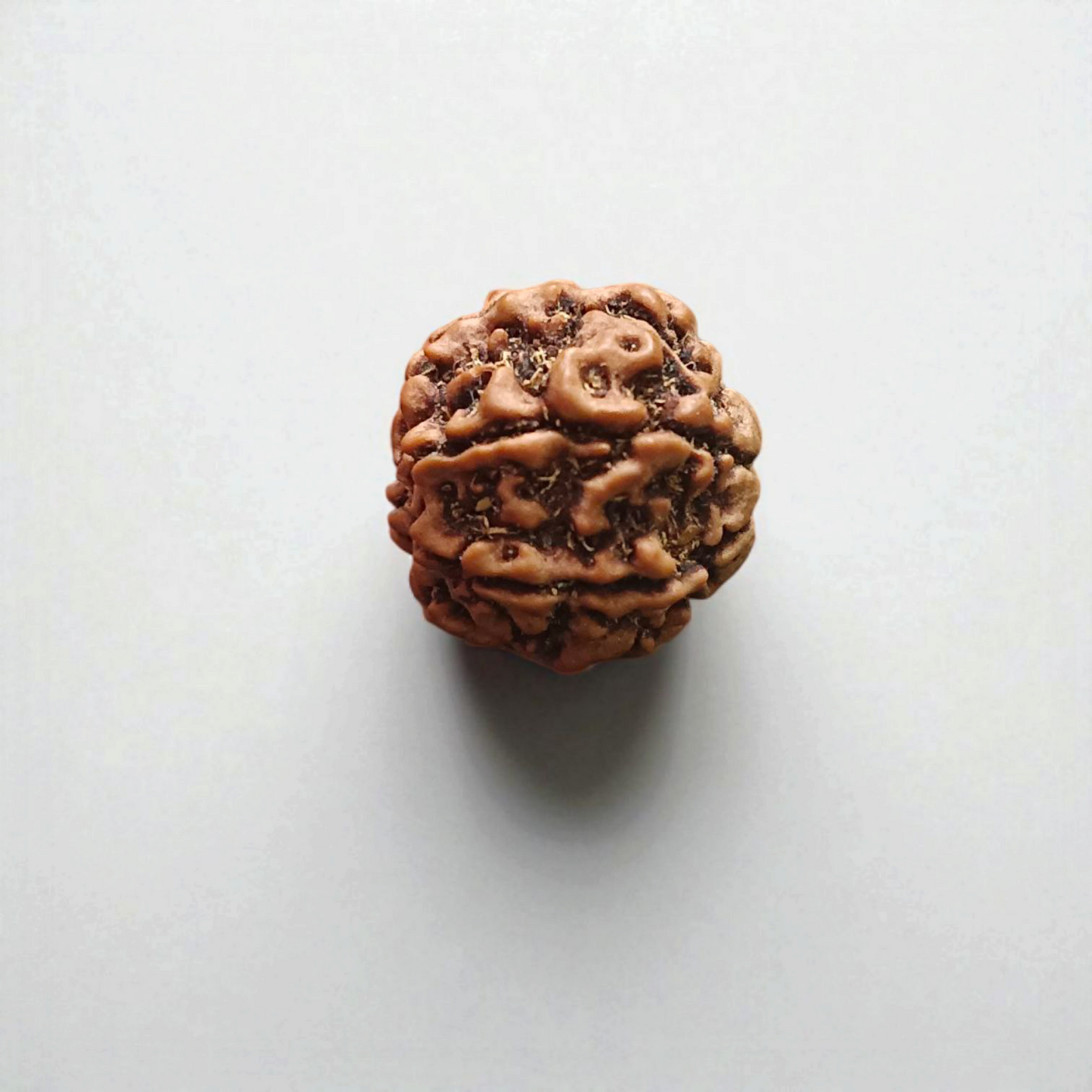 6 Mukhi Rudraksha | Certified Natural Rudraksha Pendant | Gurupujan