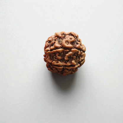 6 Mukhi Rudraksha | Certified Natural Rudraksha Pendant | Gurupujan