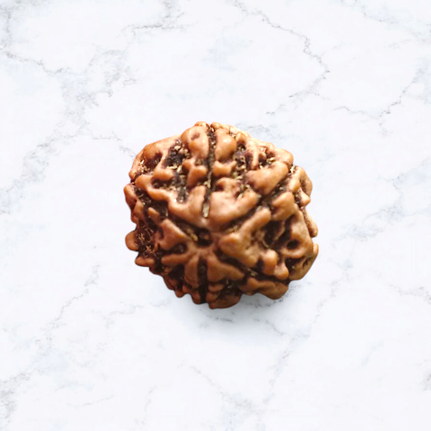 6 Mukhi Rudraksha | Certified Natural Rudraksha Pendant | Gurupujan