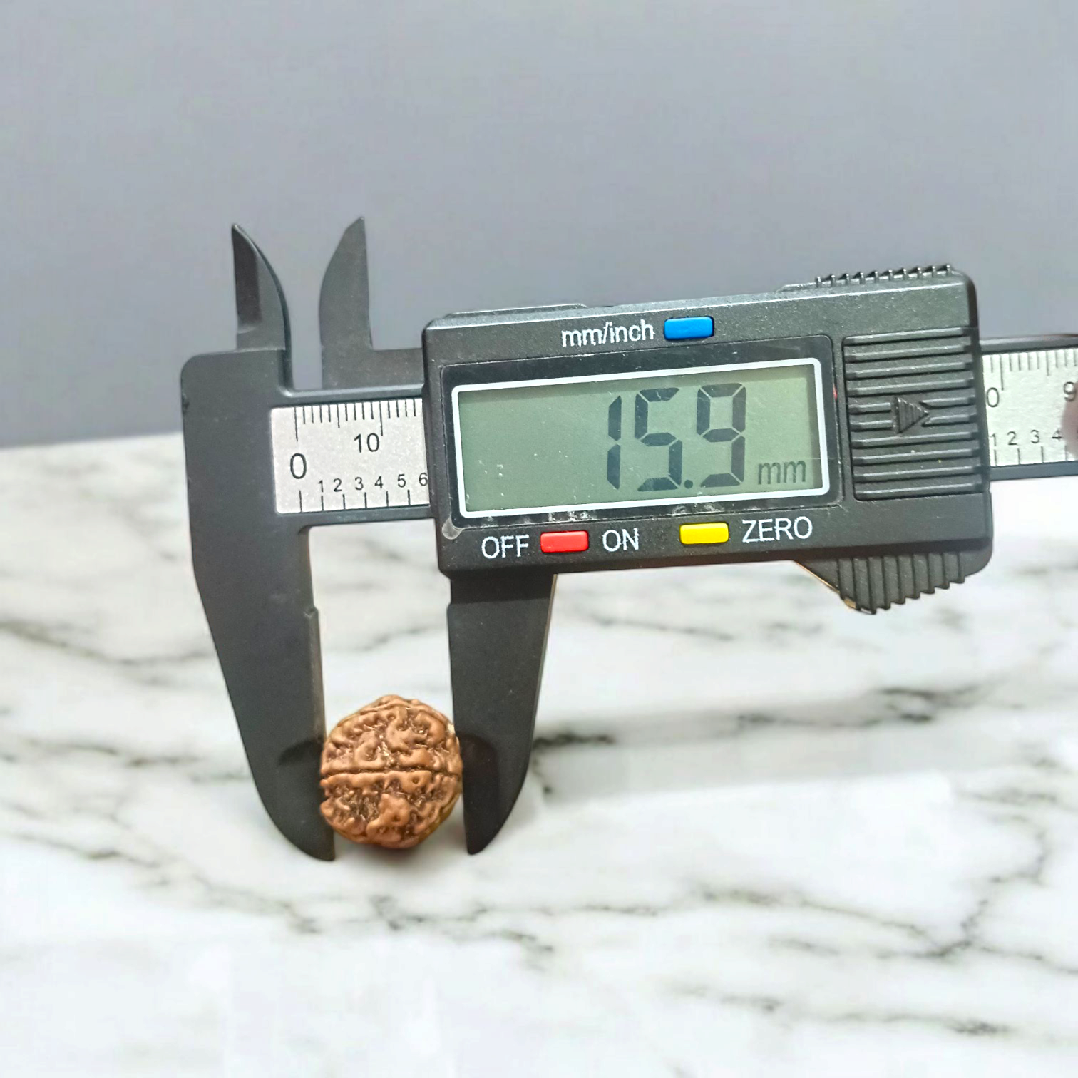 6 Mukhi Rudraksha | Certified Natural Rudraksha Pendant | Gurupujan