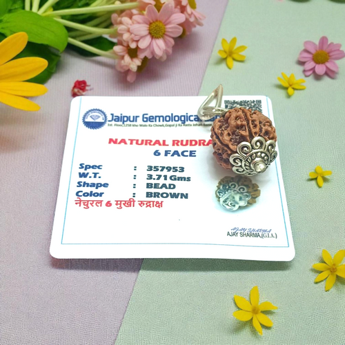 6 Mukhi Rudraksha Pendant Lab Certified Natural & Energized