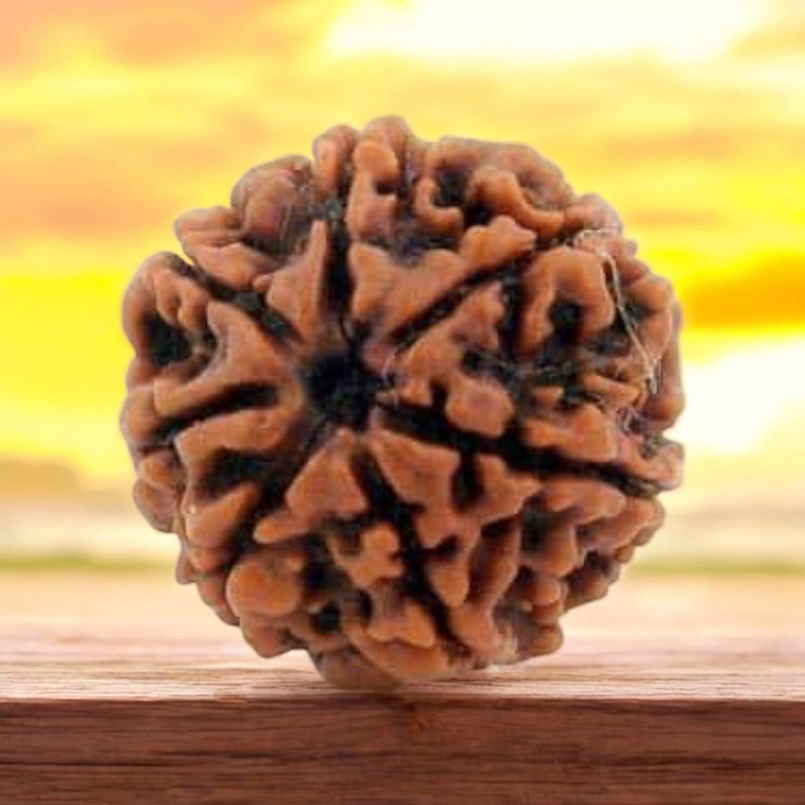 7 Mukhi Rudraksha - For Prosperity, Strength, and Divine Blessings