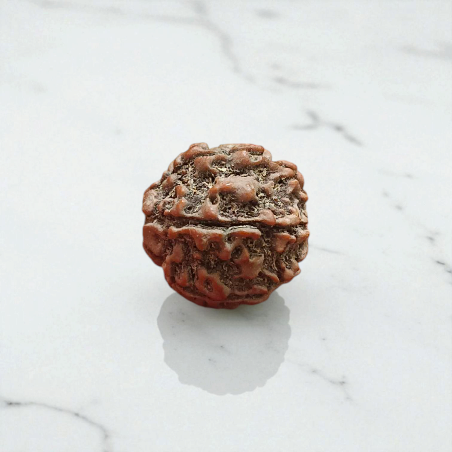 7 Mukhi Rudraksha - For Prosperity, Strength, and Divine Blessings
